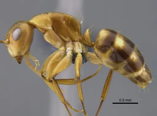 Camponotus curviscapus specimen CBUMAGENT41822 image cbumagent41822_3