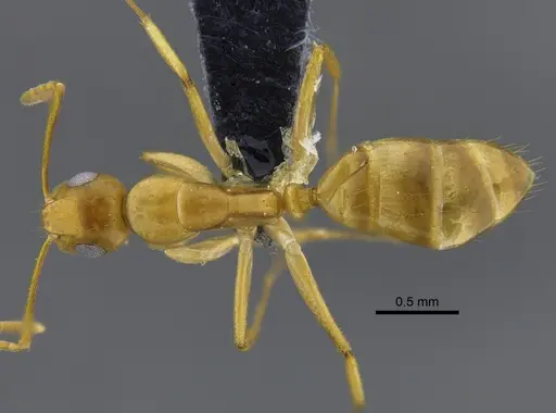 Camponotus curviscapus specimen CBUMAGENT41823 image cbumagent41823_1