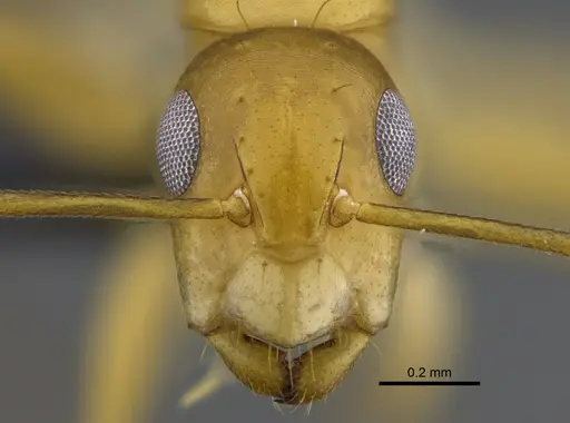 Camponotus curviscapus specimen CBUMAGENT41823 image cbumagent41823_2