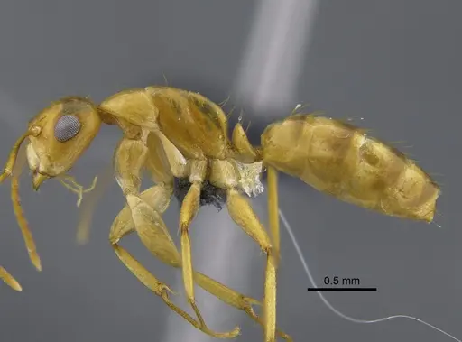 Camponotus curviscapus specimen CBUMAGENT41823 image cbumagent41823_3