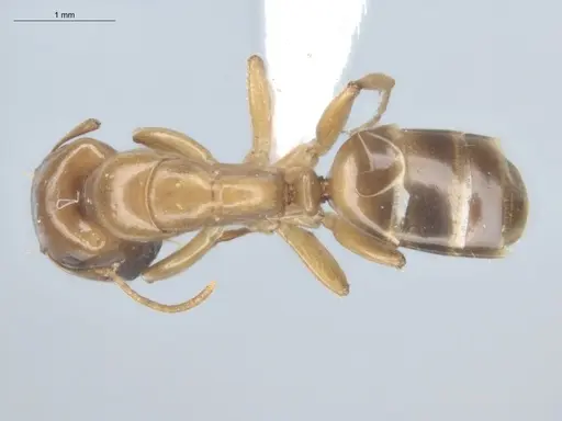 Camponotus curviscapus specimen ECOFOG-SOL22-0137-01 image ecofog-sol22-0137-01_1