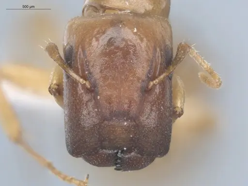 Camponotus curviscapus specimen ECOFOG-SOL22-0137-01 image ecofog-sol22-0137-01_2