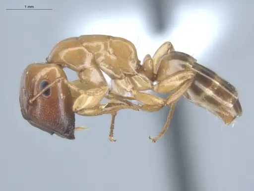 Camponotus curviscapus specimen ECOFOG-SOL22-0137-01 image ecofog-sol22-0137-01_3