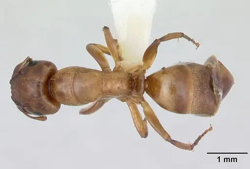 Camponotus curviscapus specimen INBIOCRI002280590 image inbiocri002280590_1