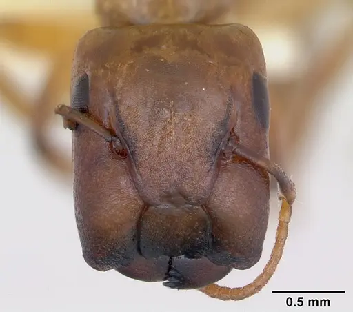 Camponotus curviscapus specimen INBIOCRI002280590 image inbiocri002280590_2