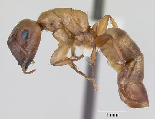 Camponotus curviscapus specimen INBIOCRI002280590 image inbiocri002280590_3