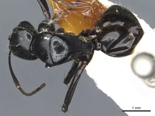 Camponotus cyrtomyrmodes specimen CASENT0903560 image casent0903560_1
