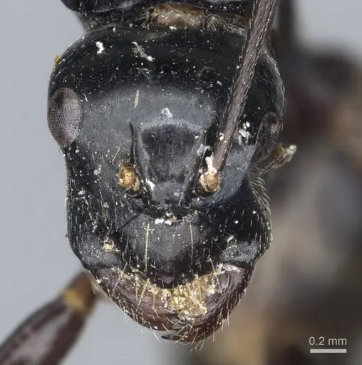 Camponotus cyrtomyrmodes specimen CASENT0903560 image casent0903560_2