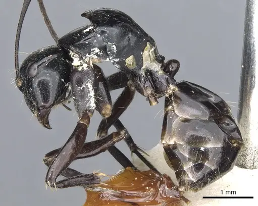 Camponotus cyrtomyrmodes specimen CASENT0903560 image casent0903560_3