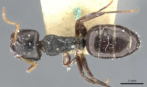 Camponotus dalmasi specimen CASENT0903644 image casent0903644_1