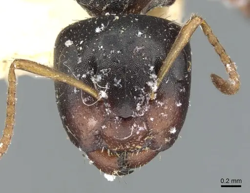 Camponotus dalmasi specimen CASENT0903644 image casent0903644_2