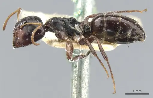 Camponotus dalmasi specimen CASENT0903644 image casent0903644_3