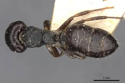 Camponotus dalmasi specimen CASENT0910736 image casent0910736_1