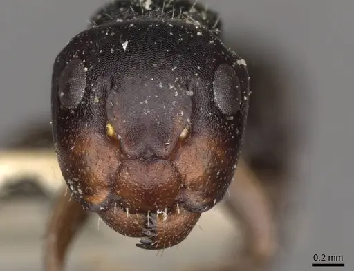 Camponotus dalmasi specimen CASENT0910736 image casent0910736_2