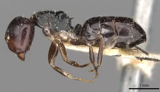 Camponotus dalmasi specimen CASENT0910736 image casent0910736_3
