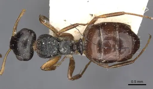 Camponotus dalmasi specimen CASENT0910737 image casent0910737_1