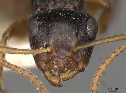 Camponotus dalmasi specimen CASENT0910737 image casent0910737_2