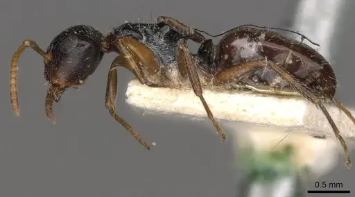 Camponotus dalmasi specimen CASENT0910737 image casent0910737_3