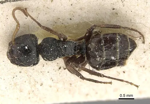Camponotus dalmasi specimen CASENT0922414 image casent0922414_1
