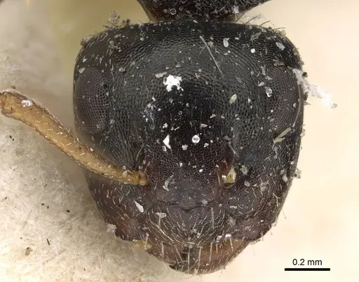 Camponotus dalmasi specimen CASENT0922414 image casent0922414_2