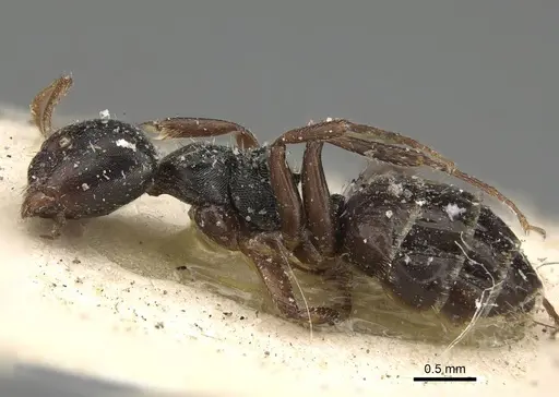 Camponotus dalmasi specimen CASENT0922414 image casent0922414_3
