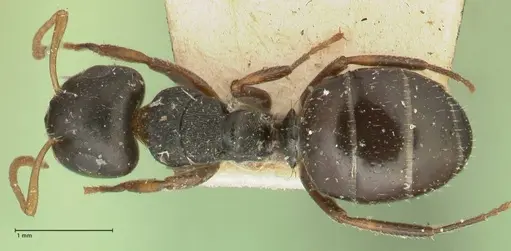 Camponotus dalmasi specimen FOCOL2324 image focol2324_1