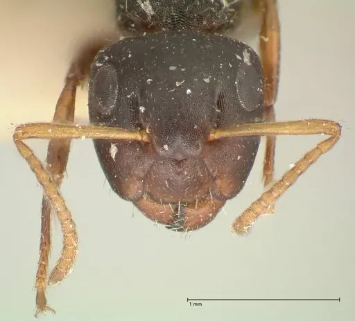 Camponotus dalmasi specimen FOCOL2324 image focol2324_2