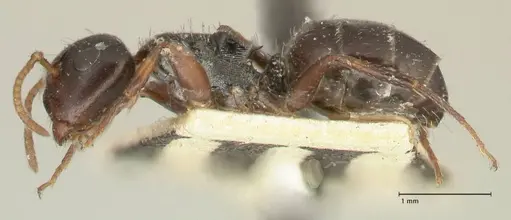 Camponotus dalmasi specimen FOCOL2324 image focol2324_3