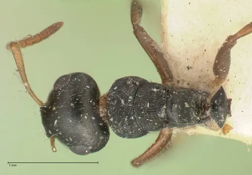 Camponotus dalmasi specimen FOCOL2325 image focol2325_1