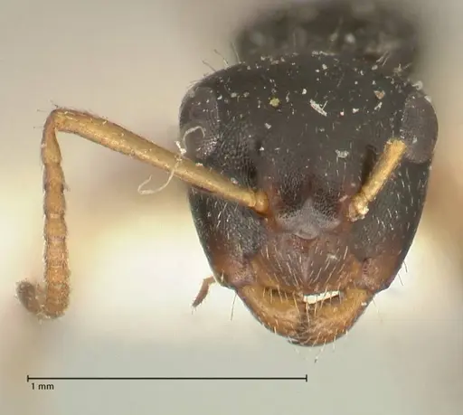 Camponotus dalmasi specimen FOCOL2325 image focol2325_2