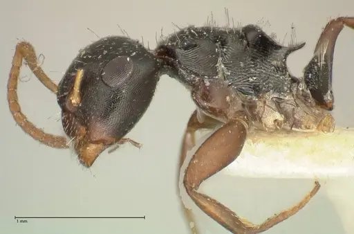 Camponotus dalmasi specimen FOCOL2325 image focol2325_3