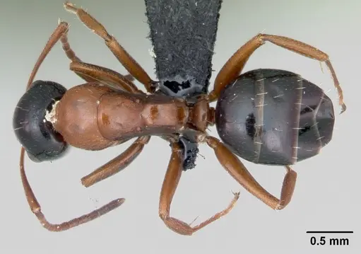 Camponotus dalmaticus specimen CASENT0080781 image casent0080781_1