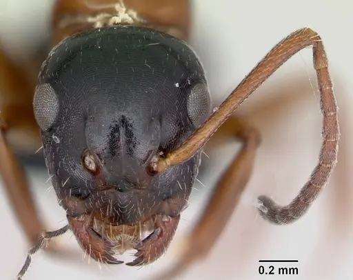 Camponotus dalmaticus specimen CASENT0080781 image casent0080781_2