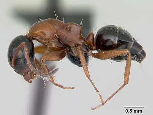Camponotus dalmaticus specimen CASENT0080781 image casent0080781_3