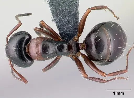 Camponotus dalmaticus specimen CASENT0179601 image casent0179601_1