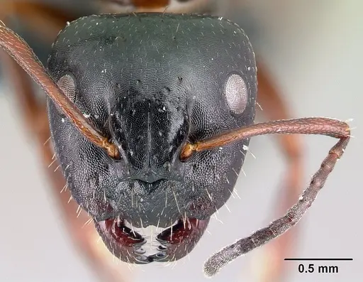Camponotus dalmaticus specimen CASENT0179601 image casent0179601_2