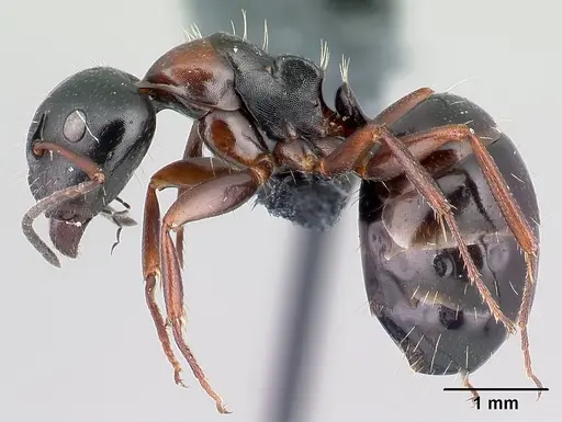 Camponotus dalmaticus specimen CASENT0179601 image casent0179601_3