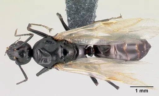 Camponotus dalmaticus specimen CASENT0179602 image casent0179602_1