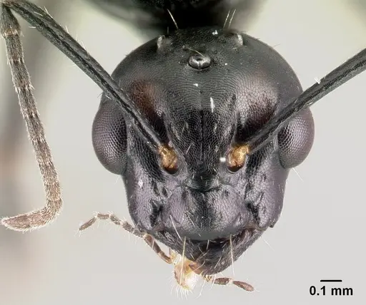 Camponotus dalmaticus specimen CASENT0179602 image casent0179602_2
