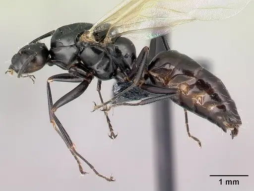 Camponotus dalmaticus specimen CASENT0179602 image casent0179602_3