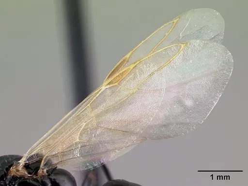 Camponotus dalmaticus specimen CASENT0179602 image casent0179602_4