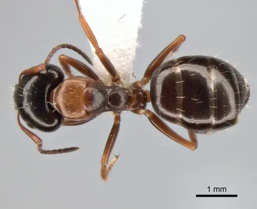 Camponotus dalmaticus specimen CASENT0882039 image casent0882039_1