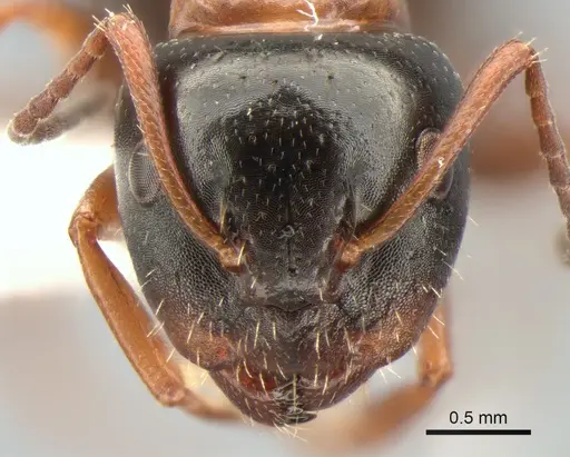 Camponotus dalmaticus specimen CASENT0882039 image casent0882039_2