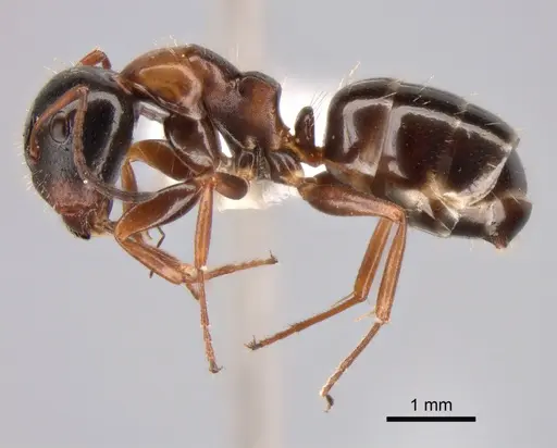 Camponotus dalmaticus specimen CASENT0882039 image casent0882039_3