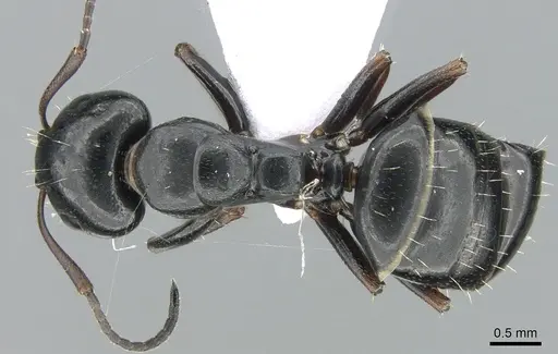 Camponotus dalmaticus specimen CASENT0906110 image casent0906110_1