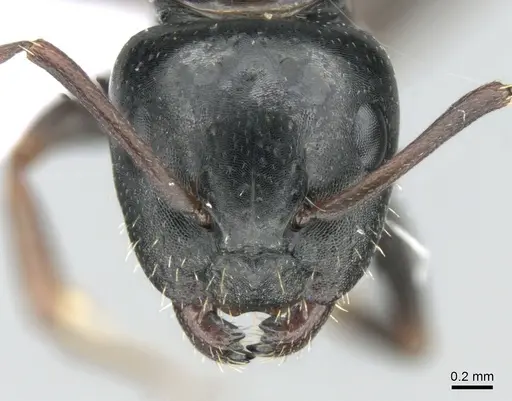 Camponotus dalmaticus specimen CASENT0906110 image casent0906110_2