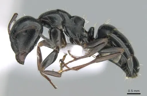 Camponotus dalmaticus specimen CASENT0906110 image casent0906110_3