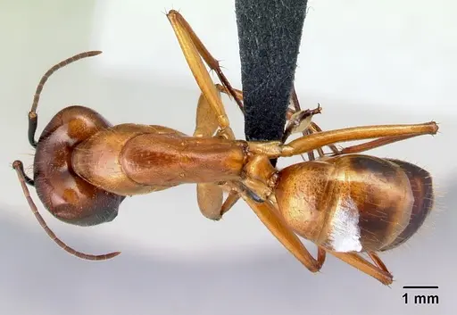 Camponotus daraina specimen CASENT0076645 image casent0076645_1