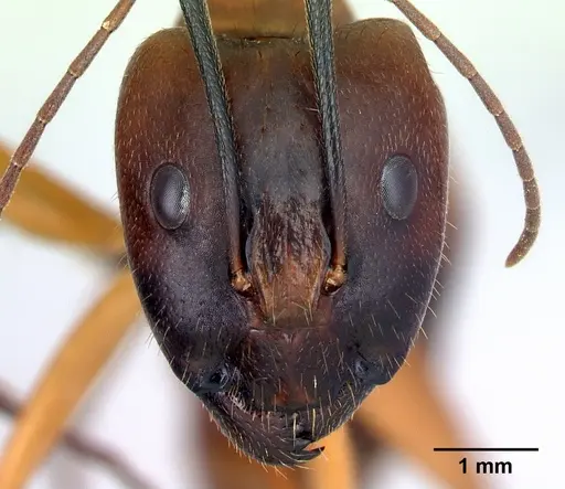Camponotus daraina specimen CASENT0076645 image casent0076645_2