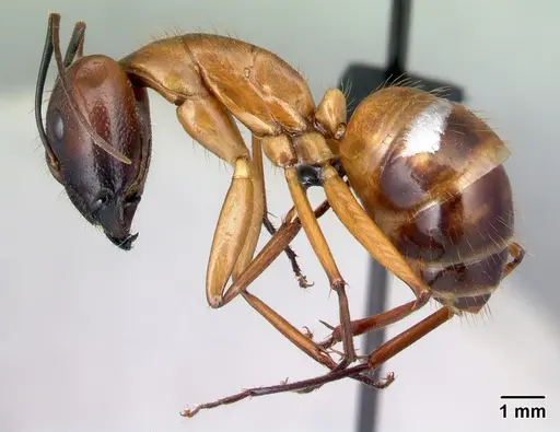 Camponotus daraina specimen CASENT0076645 image casent0076645_3